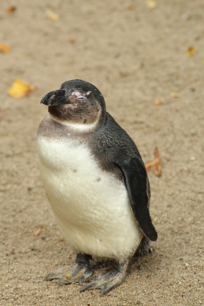 Pingvinas, Kuklus, Saldus, Gyvūnas, Zoologijos Sodas, Mielas, Gamta, Nemokamos Nuotraukos,  Nemokama Licenzija