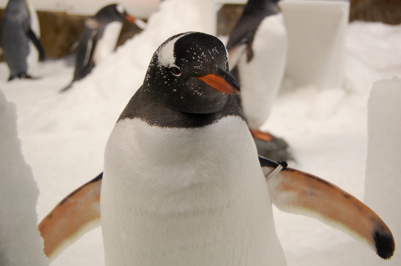 Pingvinas,  Gentoo Pingvinas,  Akvariumas, Nemokamos Nuotraukos,  Nemokama Licenzija