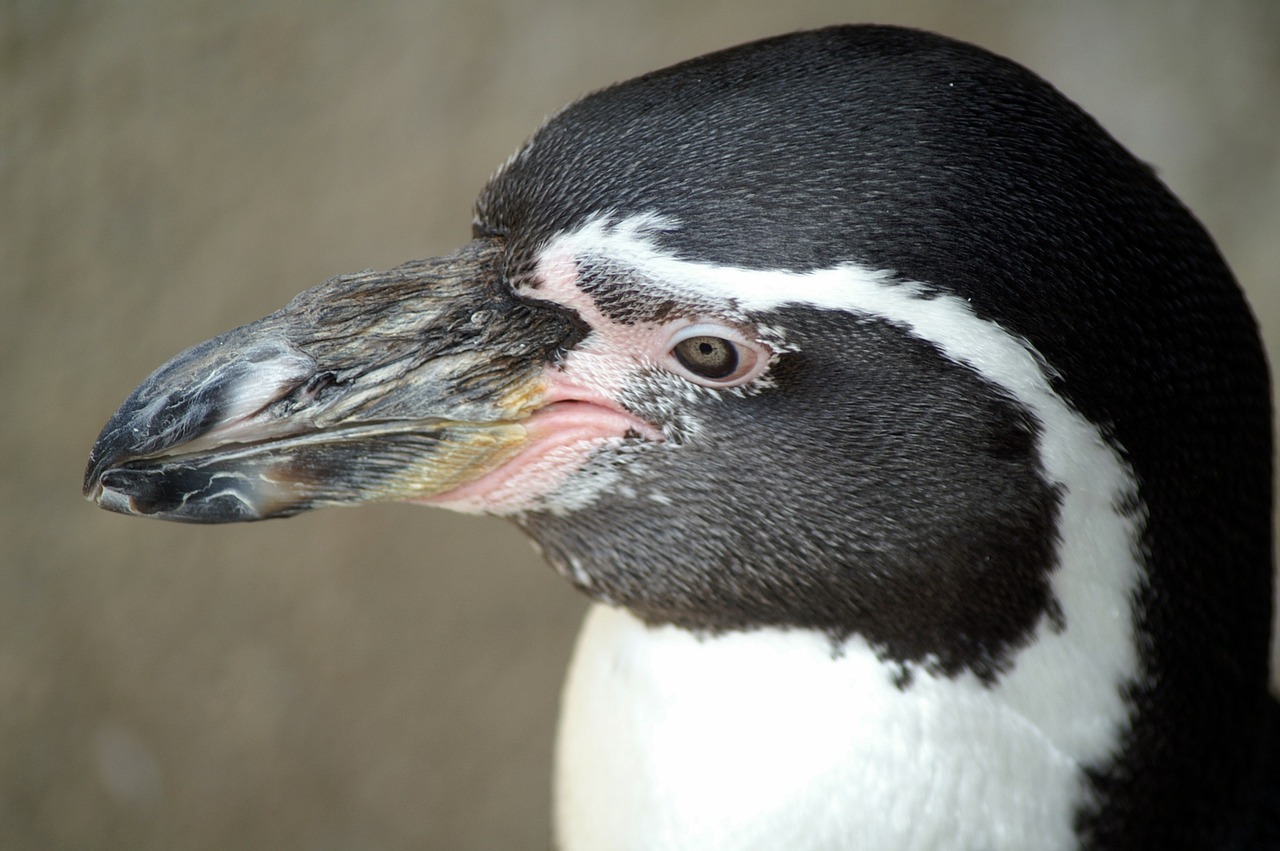 Pingvinas, Humboldto Pingvinas, Gyvūnas, Paukštis, Pingvinas, Gyvūnų Pasaulis, Uždaryti, Sąskaitą, Nemokamos Nuotraukos,  Nemokama Licenzija