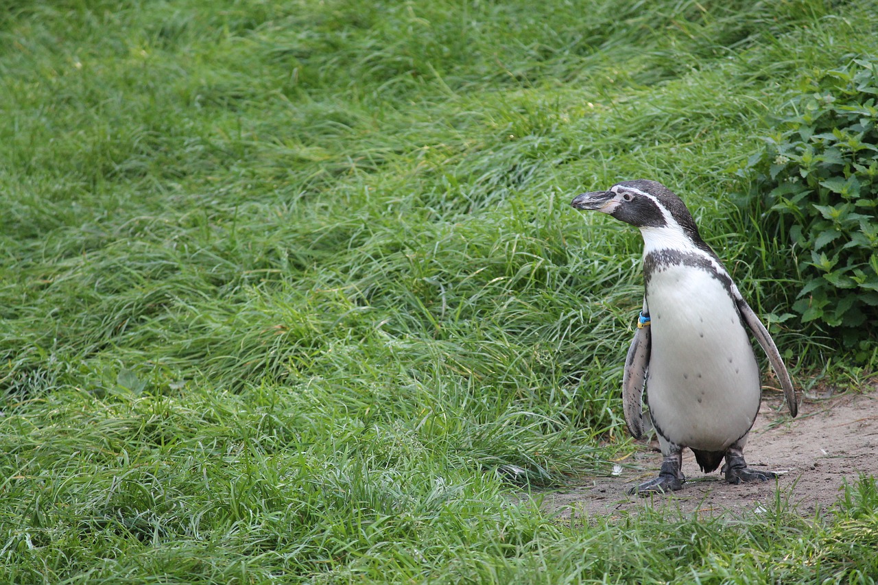 Pingvinas, Humboldto Pingvinas, Vanduo, Plaukti, Humboldt, Zoologijos Sodas, Pingvino Baseinas, Nemokamos Nuotraukos,  Nemokama Licenzija