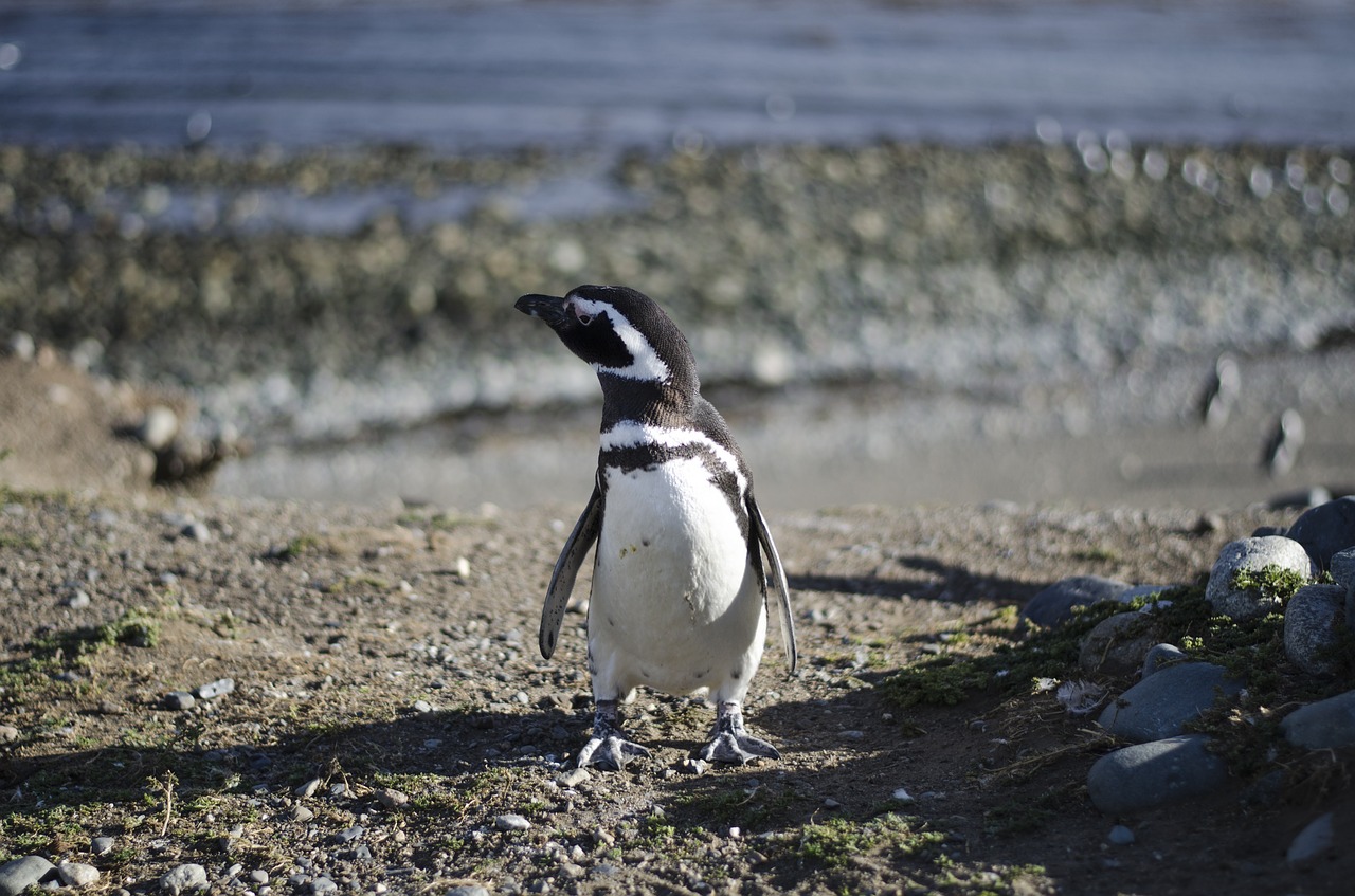 Pingvinas, Gyvūnas, Gyvūnai, Antarctica, Patagonia, Nemokamos Nuotraukos,  Nemokama Licenzija