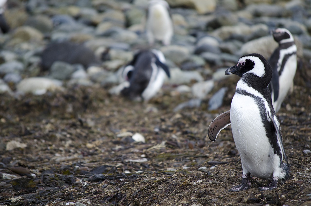Pingvinas, Gyvūnas, Gyvūnai, Antarctica, Patagonia, Nemokamos Nuotraukos,  Nemokama Licenzija