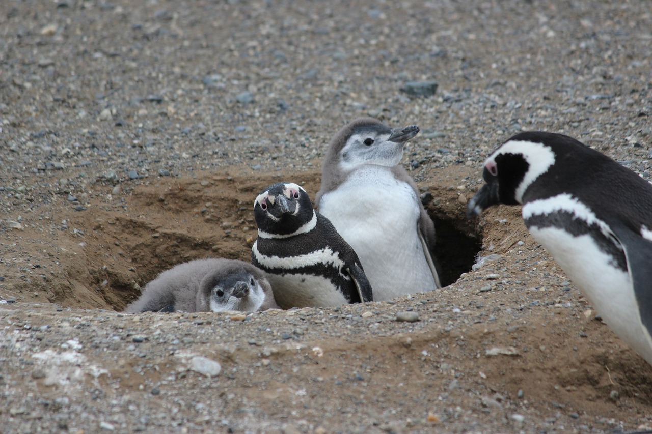 Pingvinų Šeima, Pingvinas, Gyvūnas, Paukštis, Šaltas, Šeima, Ledas, Žiema, Pingvinas, Paukščiai