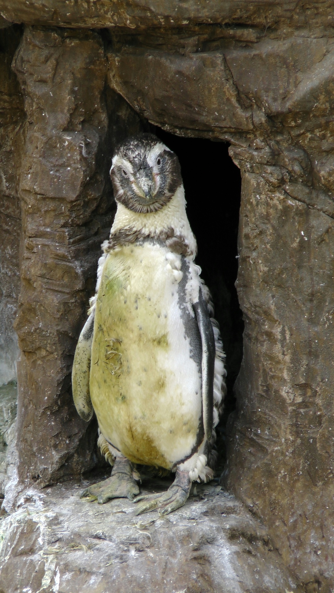 Pingvinas,  Pingvinas,  Paukštis,  Paukščiai,  Jūra,  Juros,  Vandenynas,  Vandenynai,  Antarctic,  Antarctica