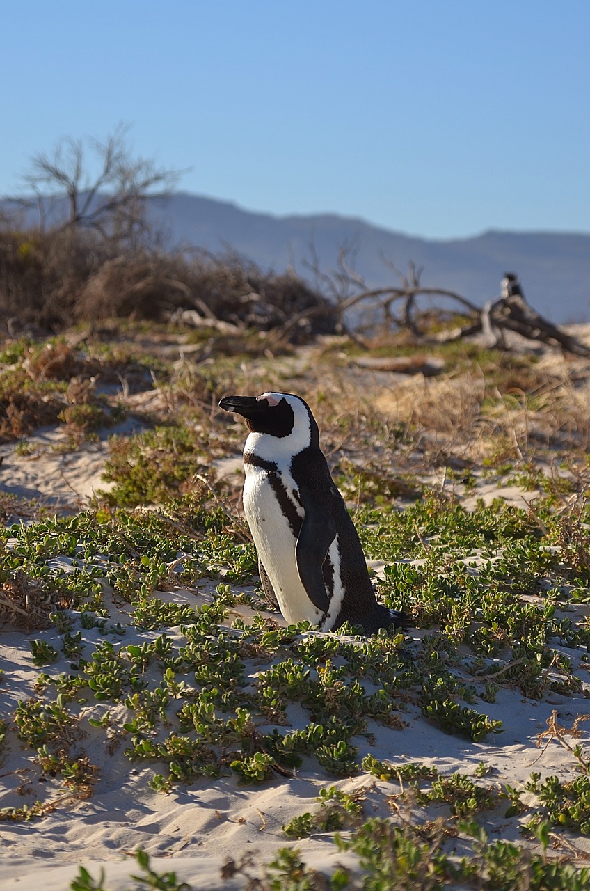 Pingvinas, Pingvinas, Pietų Afrika, Cape Town, Rieduliai Roko, Nemokamos Nuotraukos,  Nemokama Licenzija