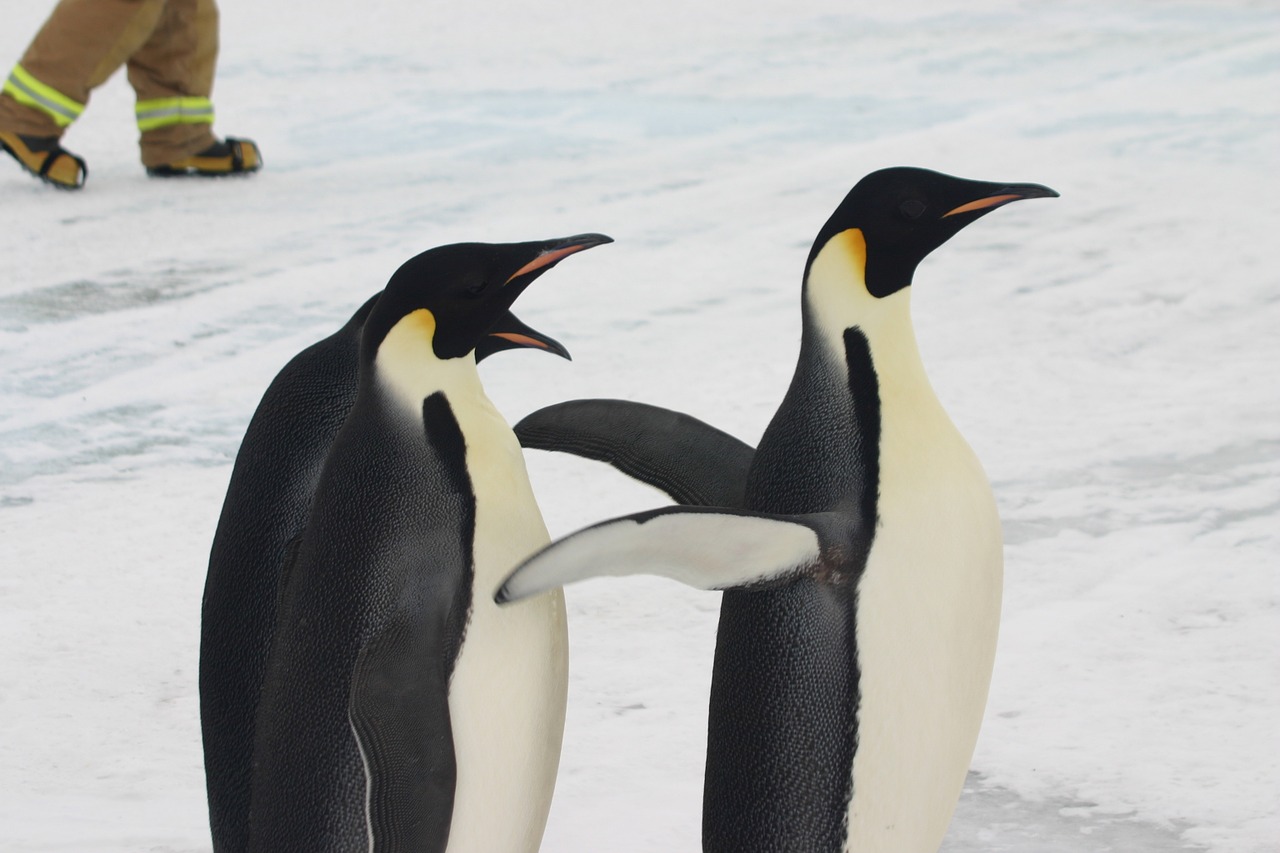 Pingvinas, Imperatorius, Antarctica, Sniegas, Ledas, Nemokamos Nuotraukos,  Nemokama Licenzija