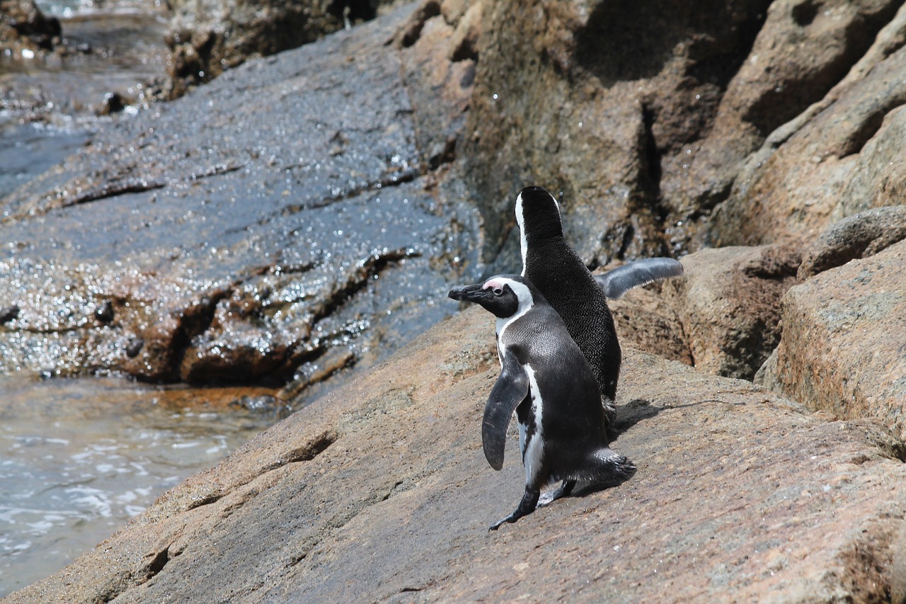 Pingvinas, Pietų Afrika, Rieduliai, Viršūnių Taškas, Nemokamos Nuotraukos,  Nemokama Licenzija