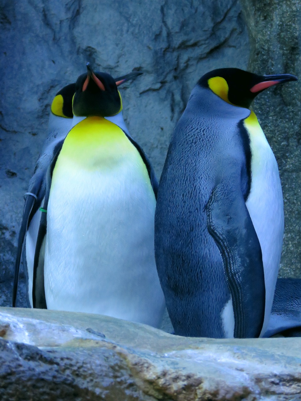 Pingvinas, Karališkasis Pingvinas, Kalgario Zoologijos Sodas, Nemokamos Nuotraukos,  Nemokama Licenzija