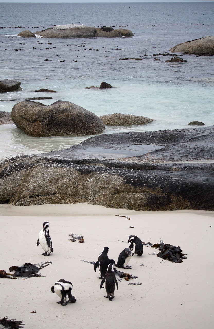 Pingvinas, Pietų Afrika, Jūra, Vandenynas, Smėlis, Papludimys, Vanduo, Pingvinas, Gamta, Riva