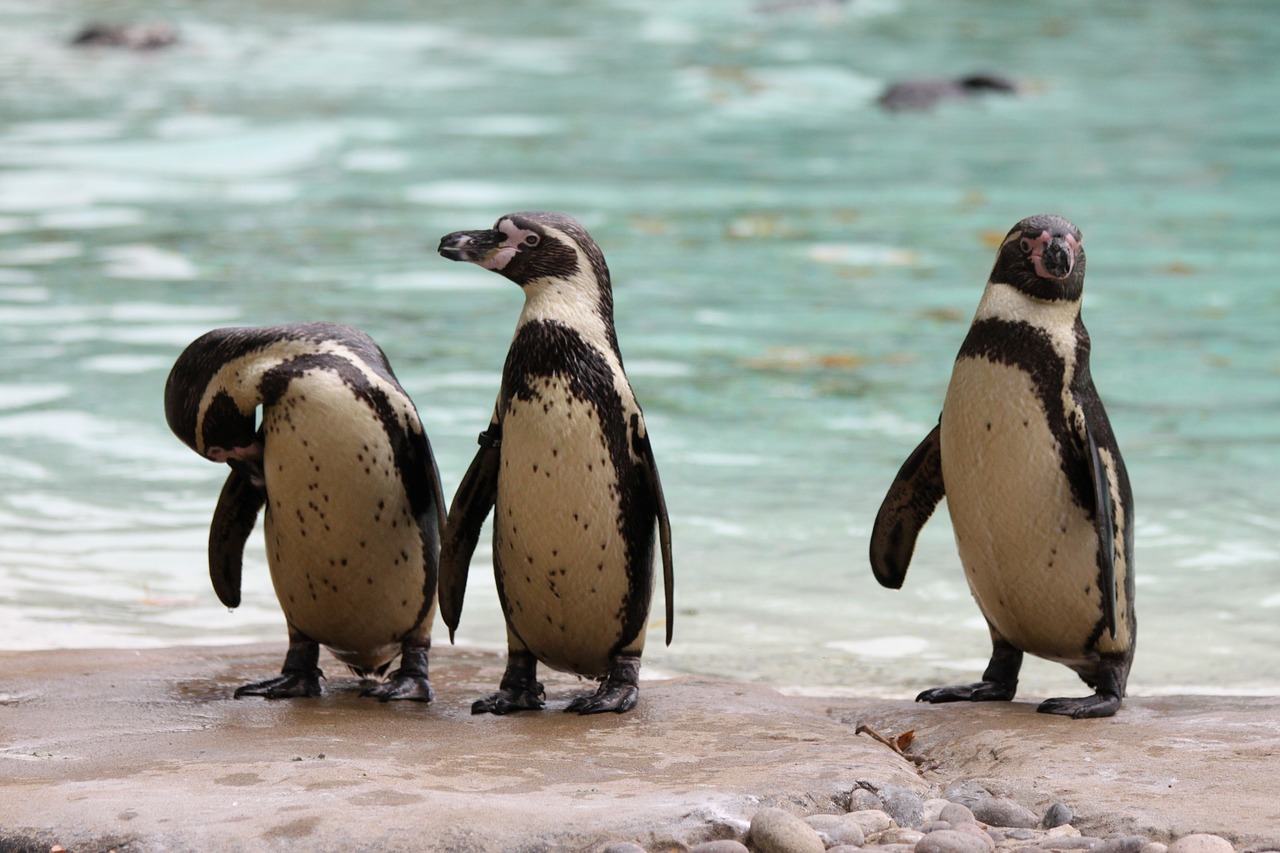 Pingvinas, Cresped-Penguin, Paukštis, Nemokamos Nuotraukos,  Nemokama Licenzija