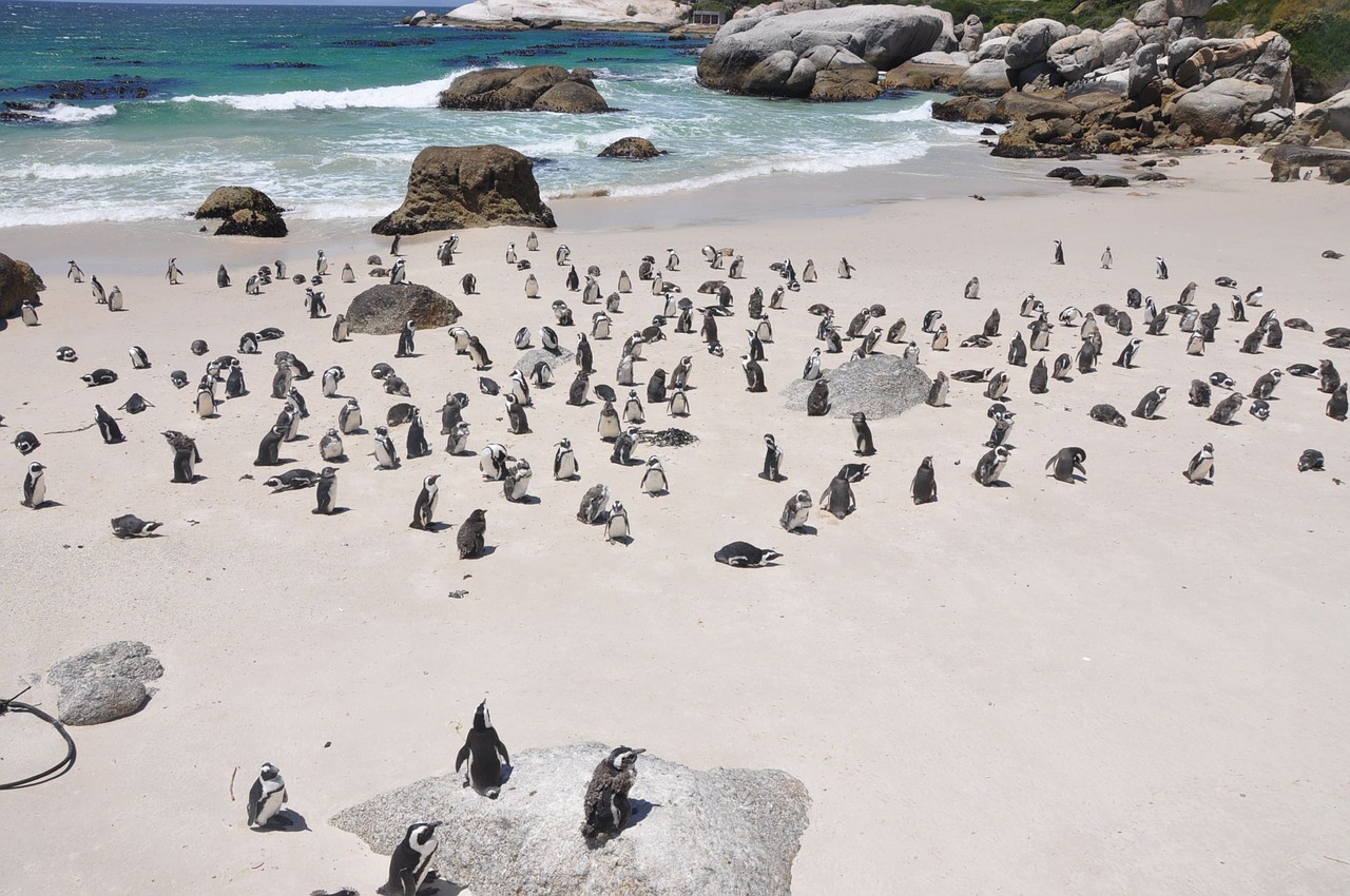 Pingvinas, Pingvinai Sala, Gamta, Laukinė Gamta, Pietų Afrika, Nemokamos Nuotraukos,  Nemokama Licenzija