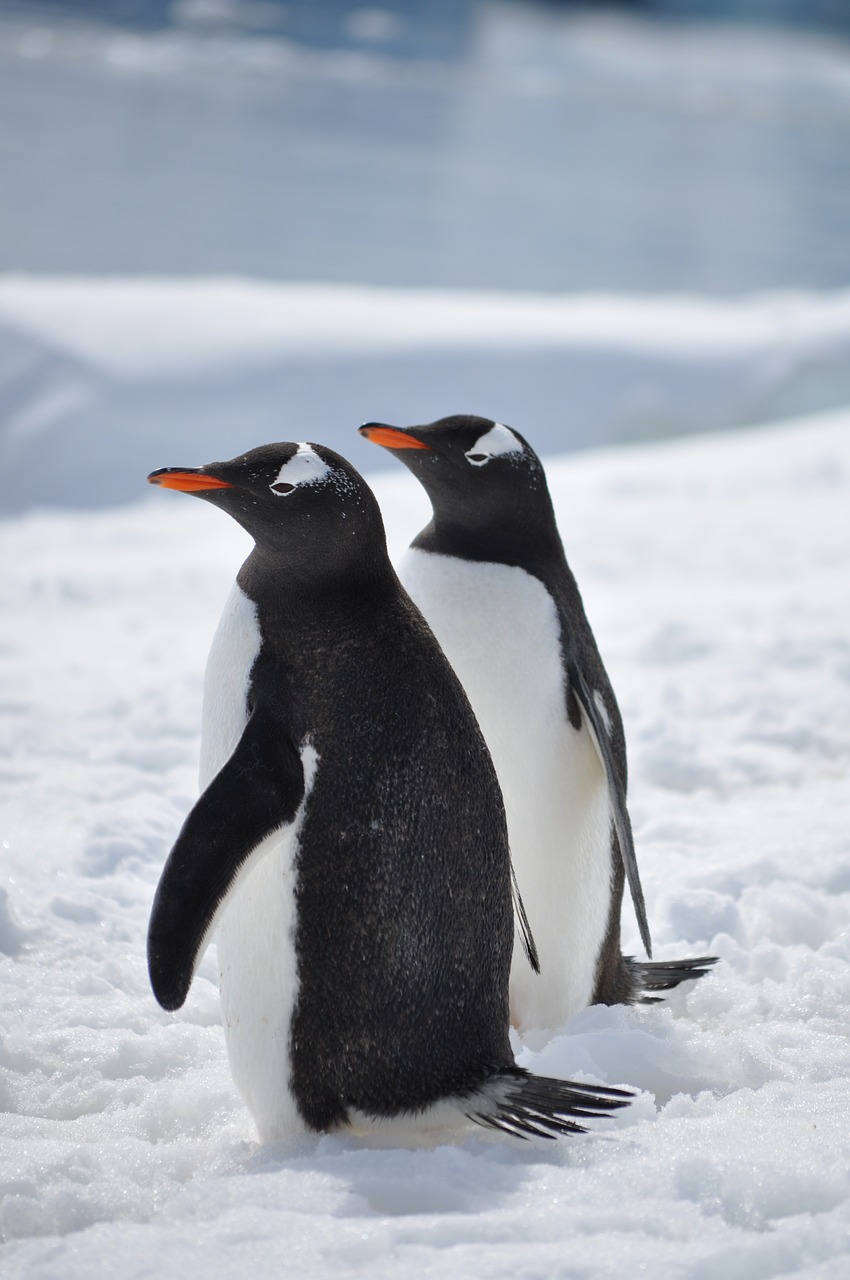 Pingvinas, Antarctica, Paukštis, Į Pietus, Sniegas, Gentoo, Šaltas, Jūra, Turizmas, Nemokamos Nuotraukos