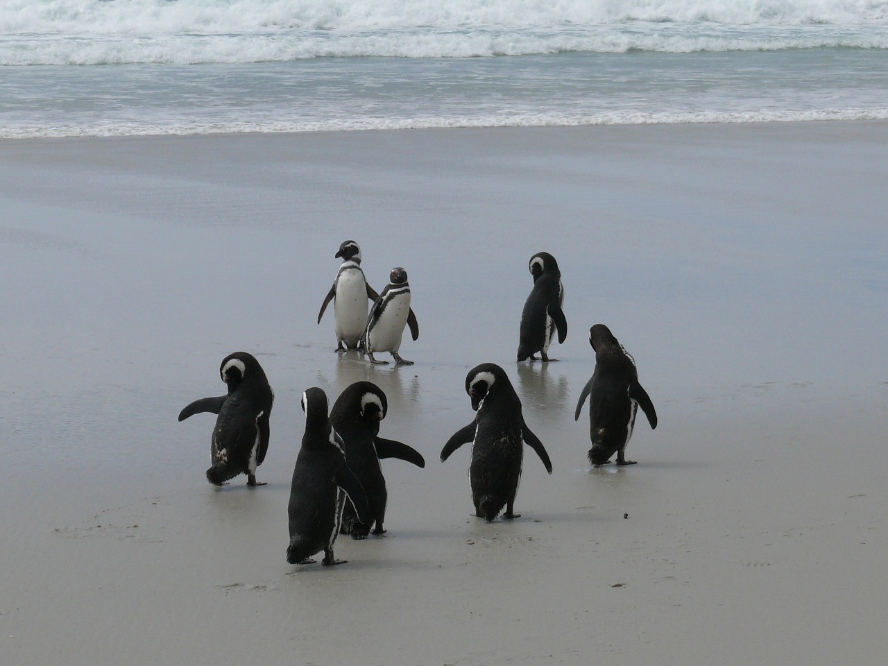 Pingvinas, Antarctica, Pietų Vandenynas, Papludimys, Nemokamos Nuotraukos,  Nemokama Licenzija