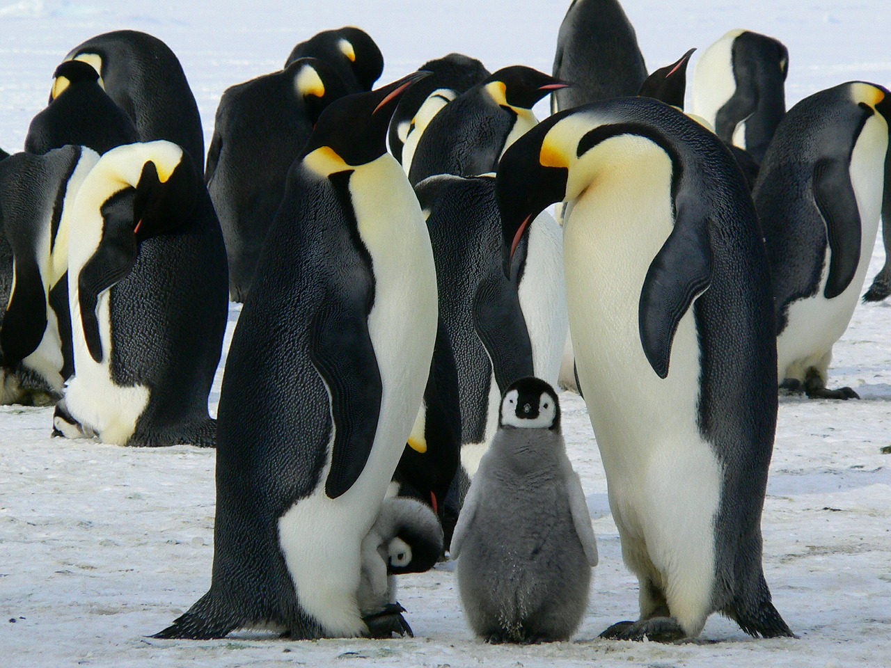 Pingvinas, Imperatorius, Antarctic, Gyvenimas, Gyvūnai, Mielas, Ledas, Antarctica, Šaltas, Laukiniai