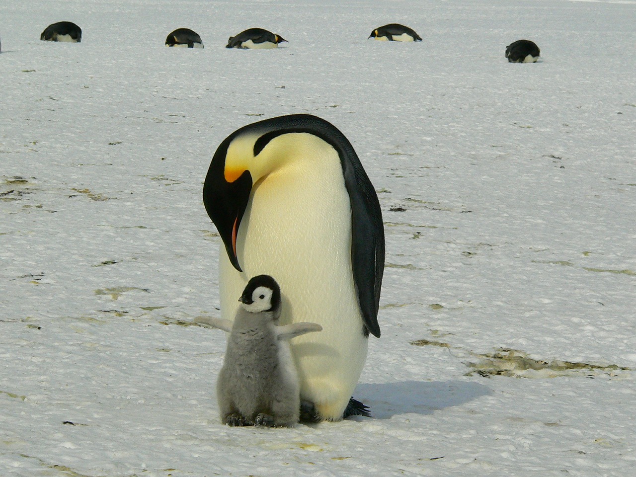 Pingvinas, Imperatorius, Antarctic, Gyvenimas, Gyvūnai, Mielas, Ledas, Antarctica, Šaltas, Laukiniai