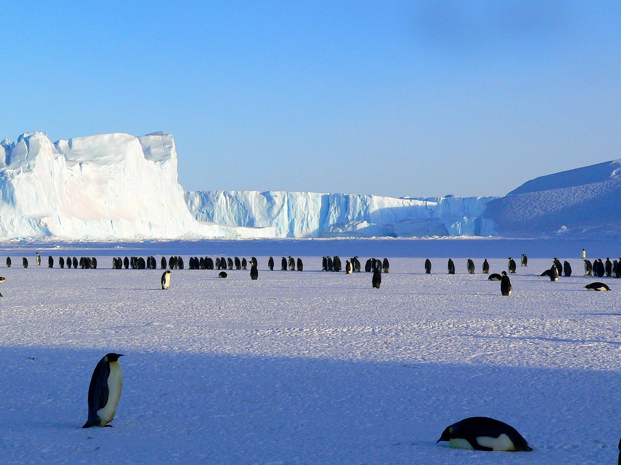 Pingvinas, Imperatorius, Antarctic, Gyvenimas, Gyvūnai, Mielas, Ledas, Antarctica, Šaltas, Laukiniai