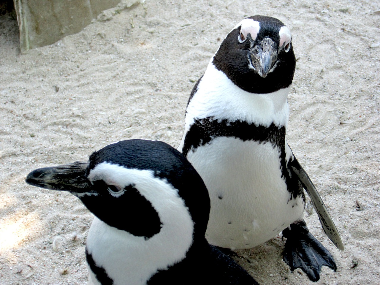 Pingvinas, Zoologijos Sodas, Gyvūnas, Paukštis, Vandens Paukštis, Balta, Juoda, Waddle, Padaras, Humboldto Pingvinas