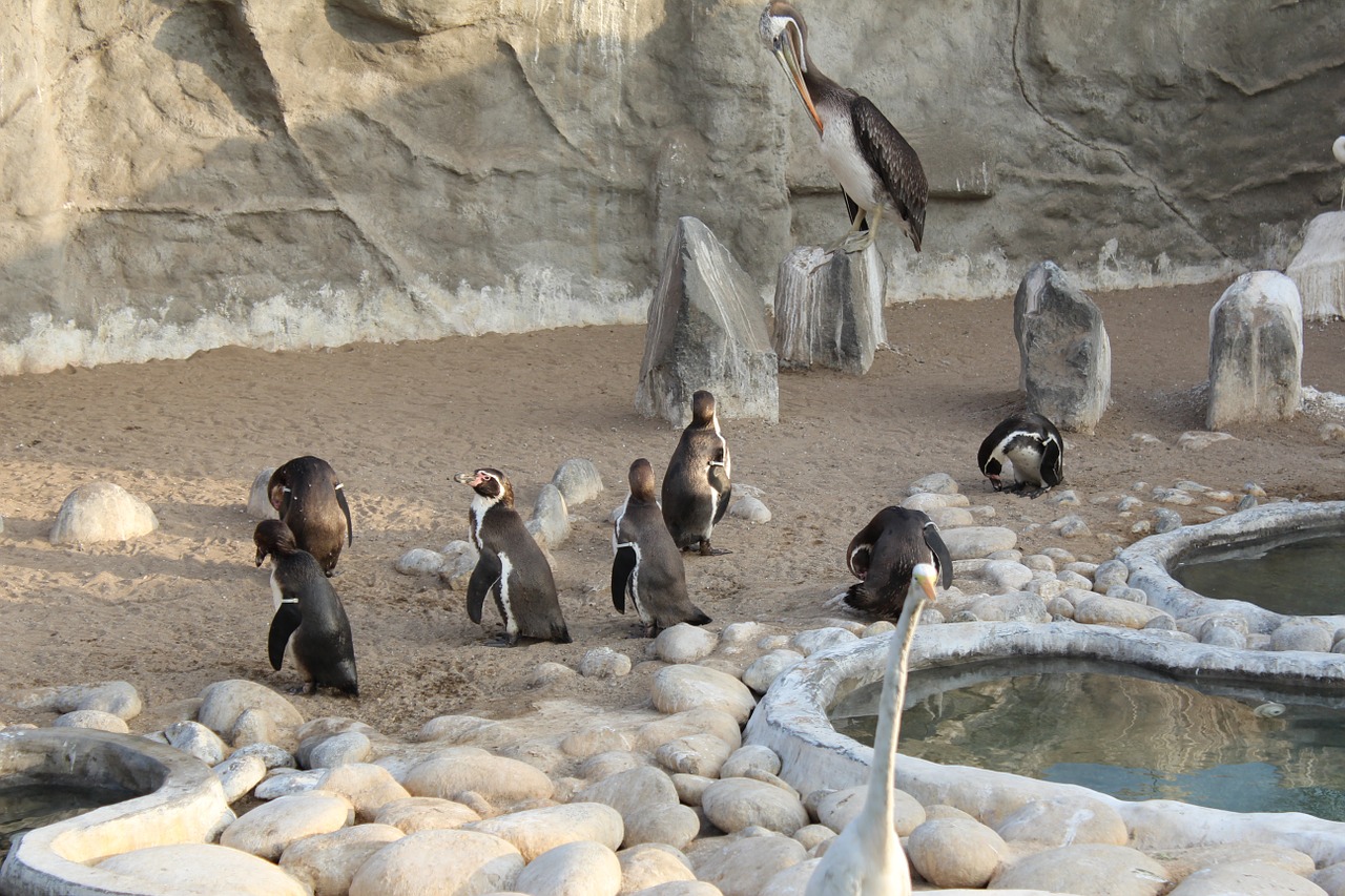 Pingvinas, Paukštis, Zoologijos Sodas, Arktinė, Gyvūnas, Nemokamos Nuotraukos,  Nemokama Licenzija