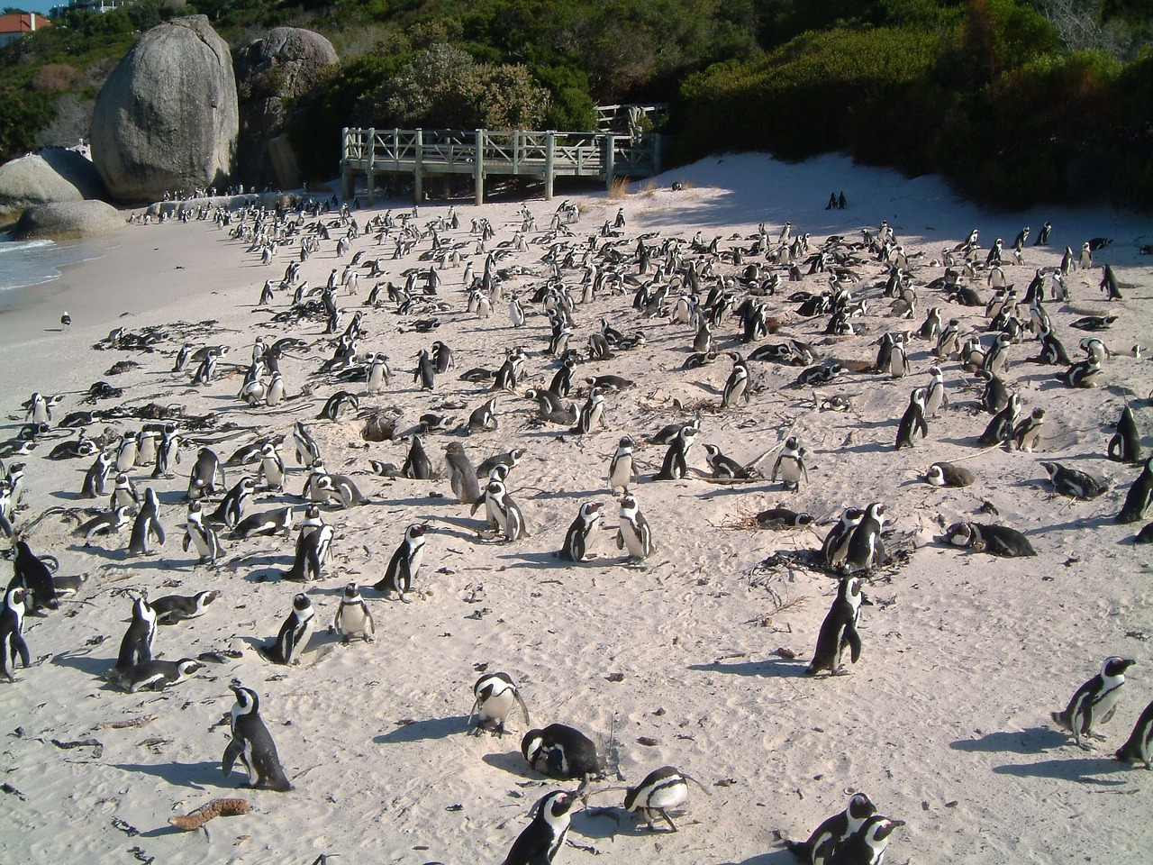 Pingvinas, Papludimys, Paukščiai, Laukinė Gamta, Gamta, Vanduo, Laukiniai, Pietų Afrika, Nemokamos Nuotraukos,  Nemokama Licenzija