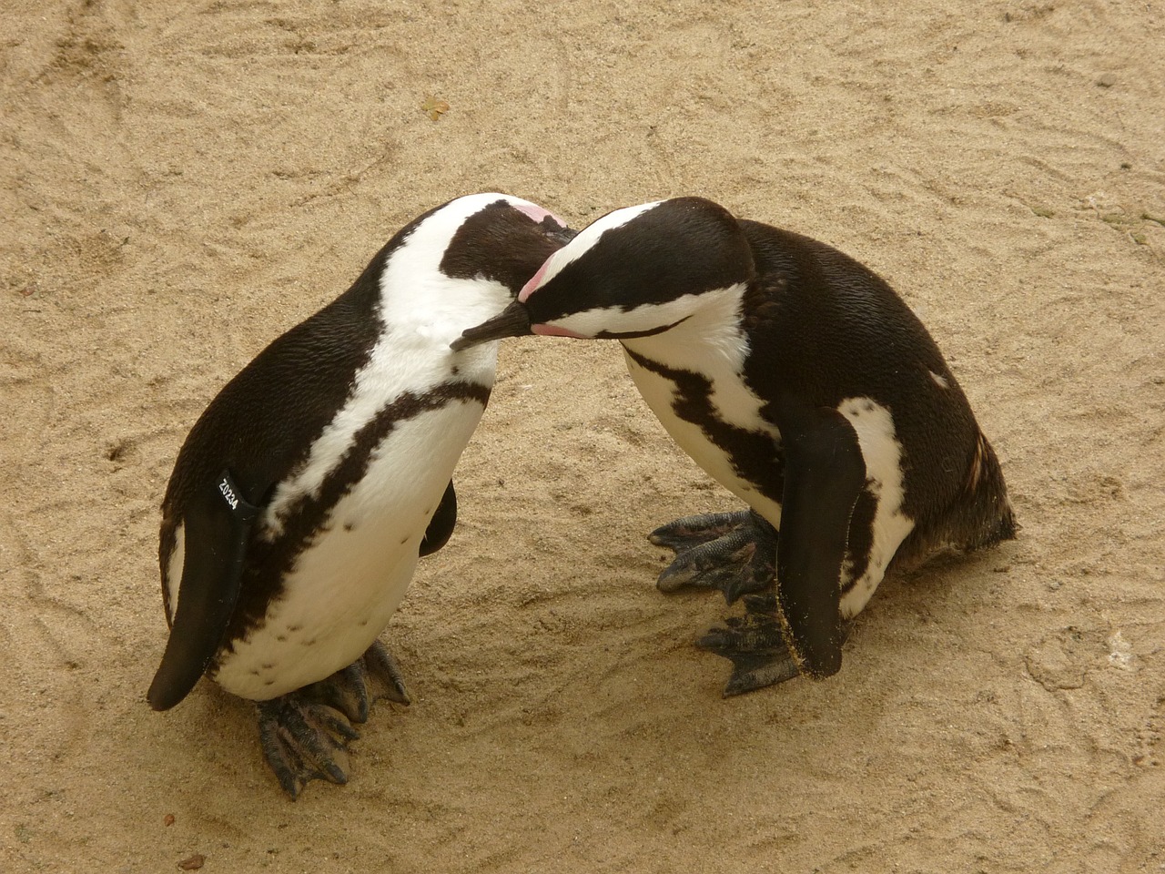 Pingvinas, Zoologijos Sodas, Gyvūnų Pasaulis, Vandens Paukštis, Antarctica, Nemokamos Nuotraukos,  Nemokama Licenzija