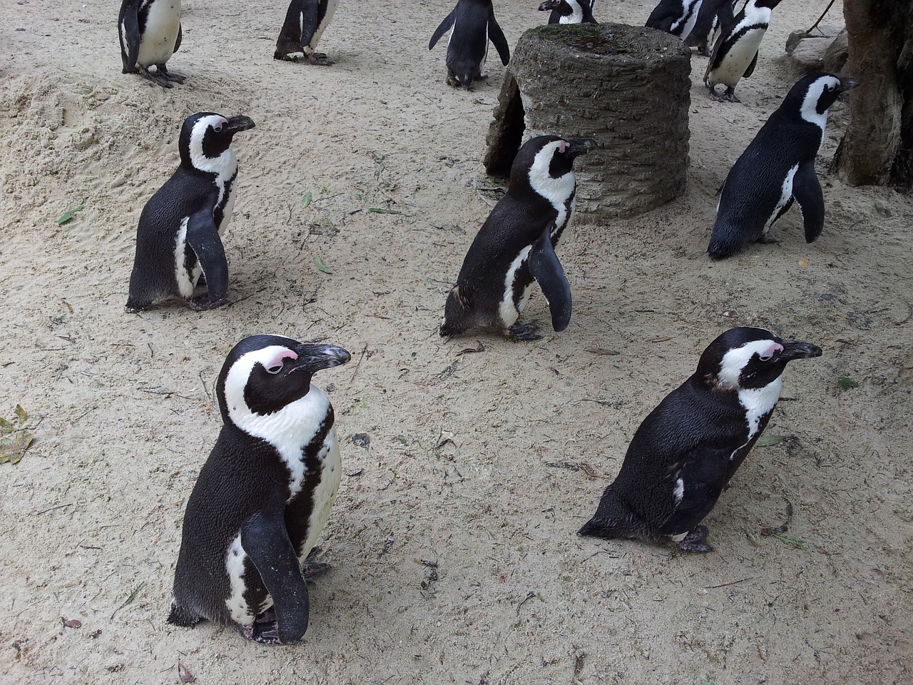 Pingvinas, Zoologijos Sodas, Münsteris, Allwetterzoo, Vandens Paukštis, Gyvūnų Pasaulis, Gyvūnas, Antarctica, Humboldto Pingvinas, Humboldt Pingvinai