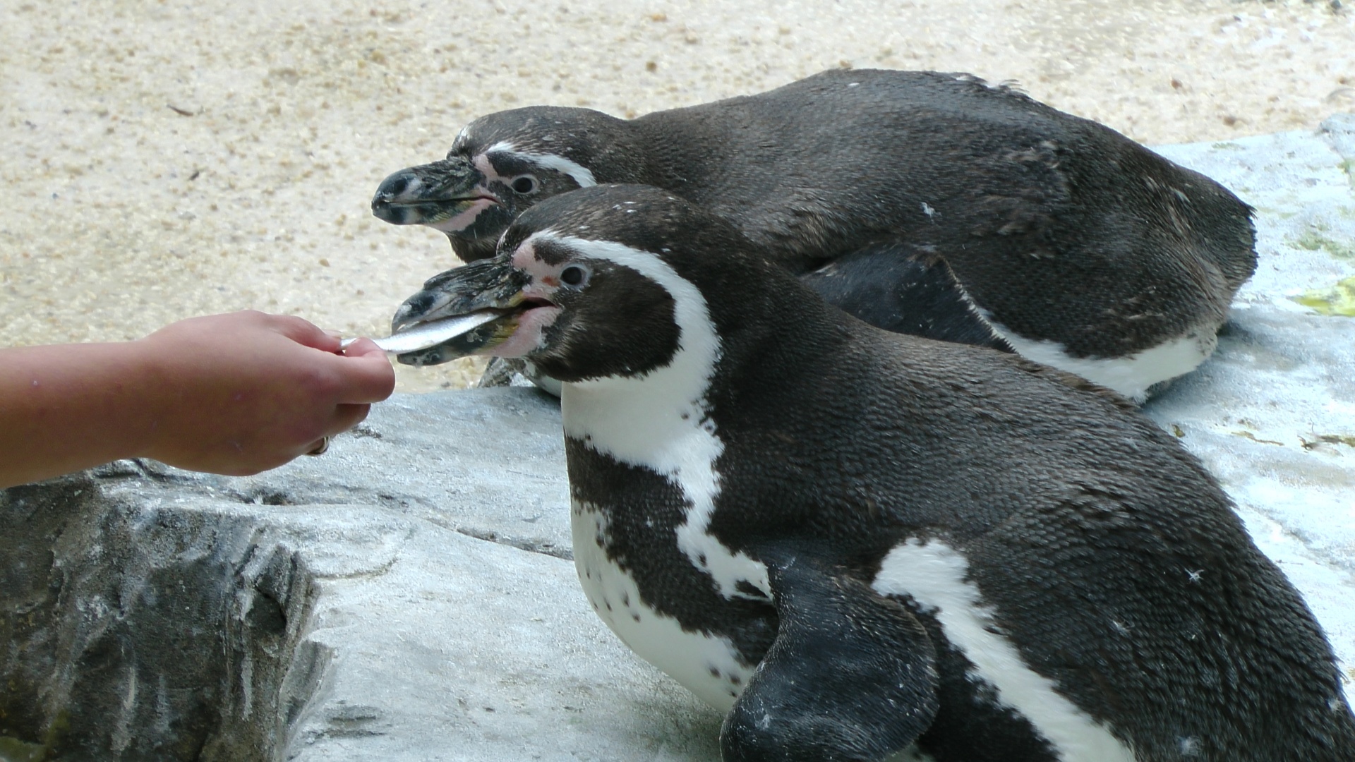 Pingvinas,  Pingvinas,  Paukštis,  Paukščiai,  Jūra,  Juros,  Vandenynas,  Vandenynai,  Antarctic,  Antarctica