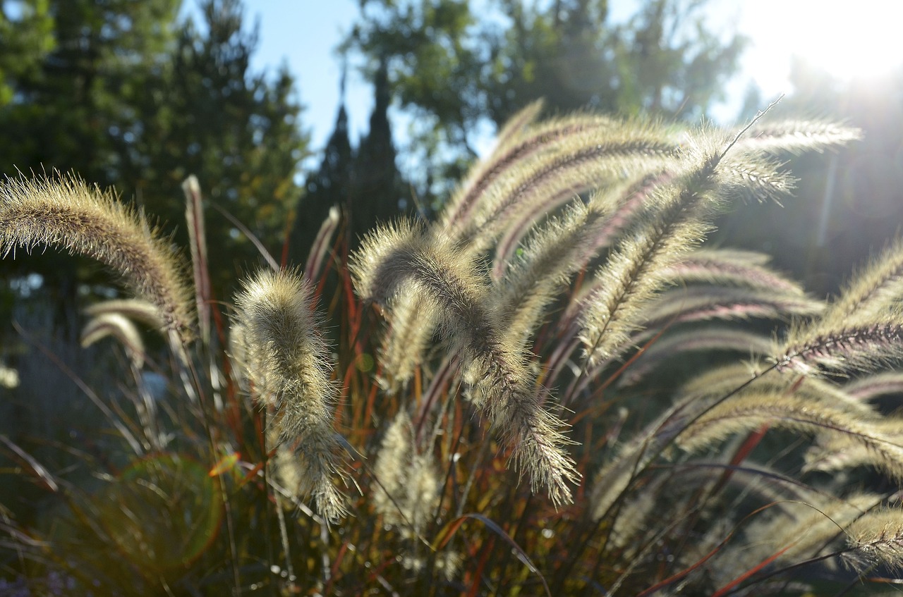 Pennisetum, Žolė, Lempos Valymas Žolė, Purus, Minkštas, Halme, Pennisetum Setaceum, Asija, Gamta, Sodas