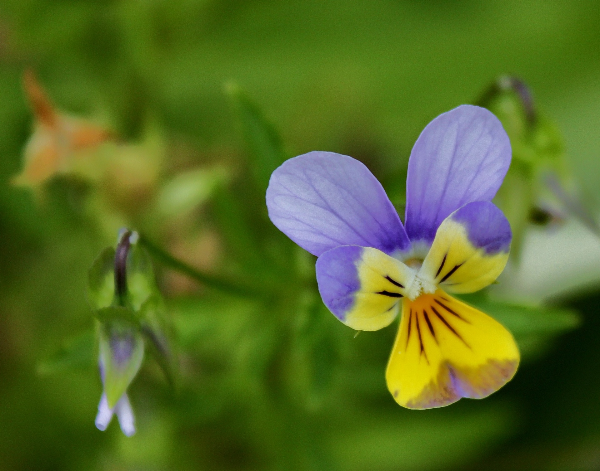 Pansy,  Žydėti,  Žiedas,  Gėlė,  Violetinė,  Geltona,  Žalias,  Gamta,  Vienas,  Vienas