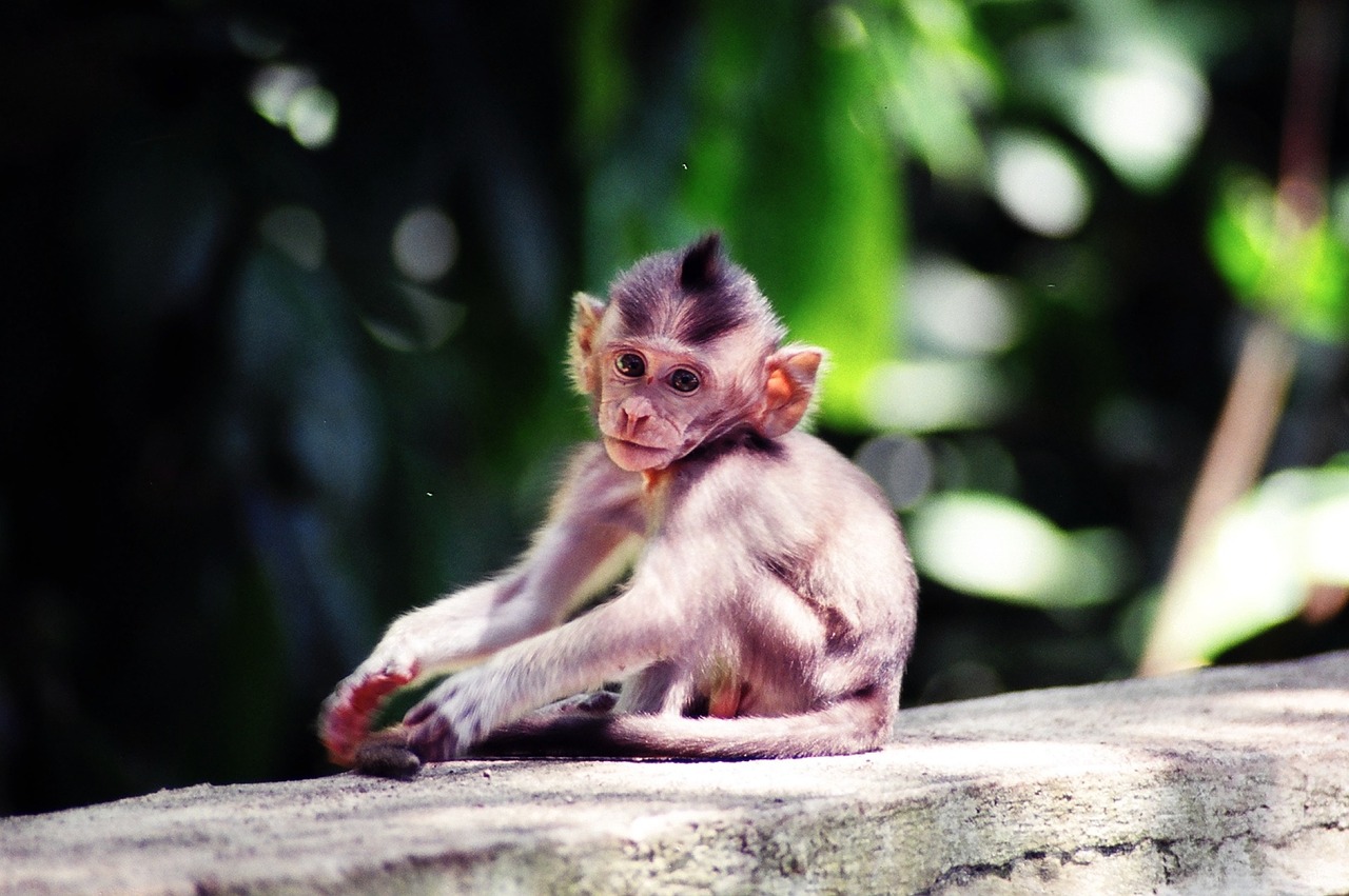 Mąstantis, Bali, Beždžionė, Nemokamos Nuotraukos,  Nemokama Licenzija