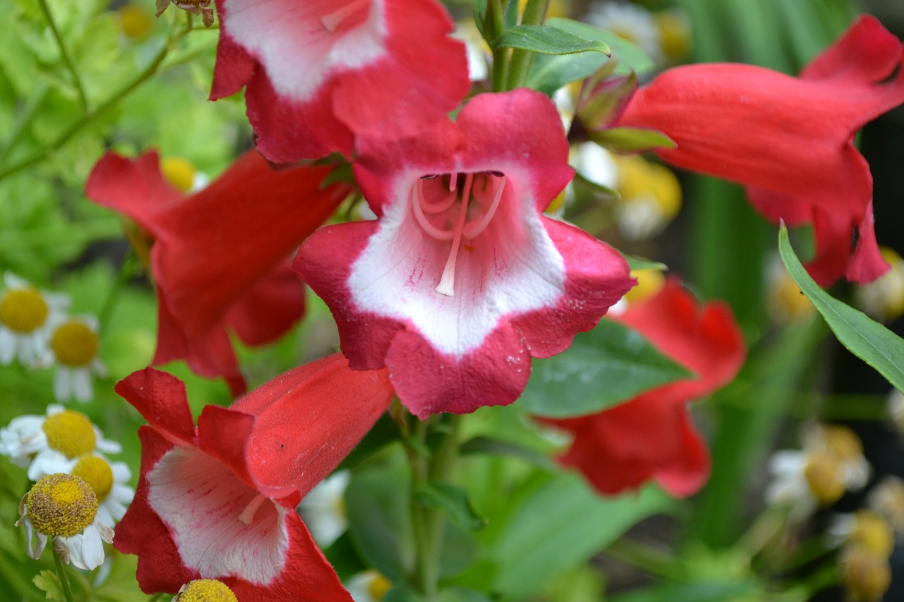 Penstemon, Raudona, Balta, Gėlė, Iš Arti, Gamta, Sodas, Nemokamos Nuotraukos,  Nemokama Licenzija