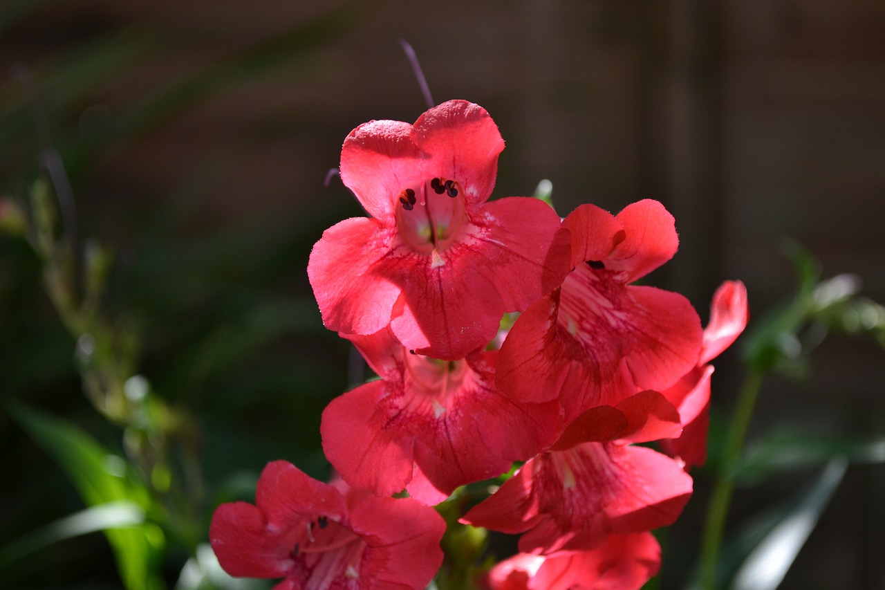 Penstemon, Raudona, Trimitas, Augalas, Planetos Šeima, Sodas, Iš Arti, Šviesus, Daugiametis, Nemokamos Nuotraukos