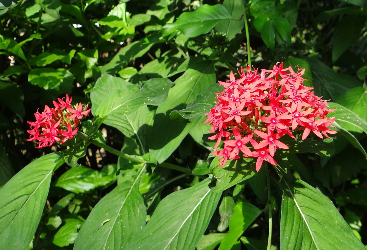 Pentas, Žvaigždė Gėlė, Žvaigždžių Spiečius, Pentas Lanceolata, Gėlė, Raudona, Rubiaceae, Indija, Nemokamos Nuotraukos,  Nemokama Licenzija