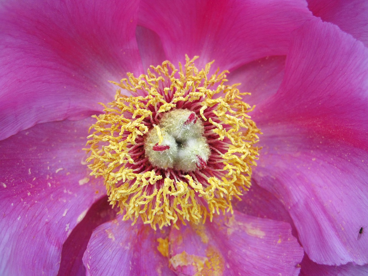 Pikonija, Kūdikis Pakilo, Žiedas, Žydėti, Gėlė, Paeonia, Tvirtas, Žiedlapiai, Sodas, Augalas