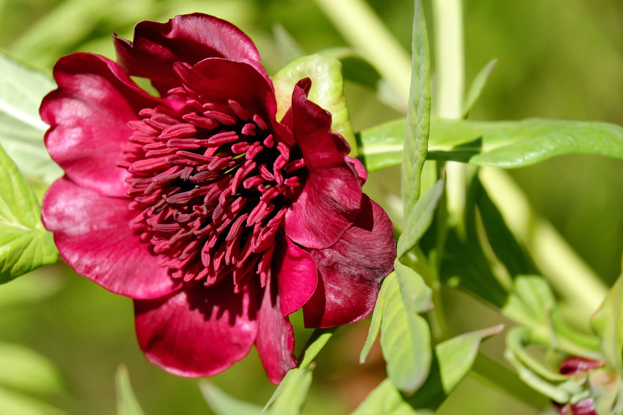 Pikonija, Žolinis Peonija, Krūmas, Paeoniaceae, Žiedas, Žydėti, Gėlės, Violetinė, Intensyvi Spalva, Gražus