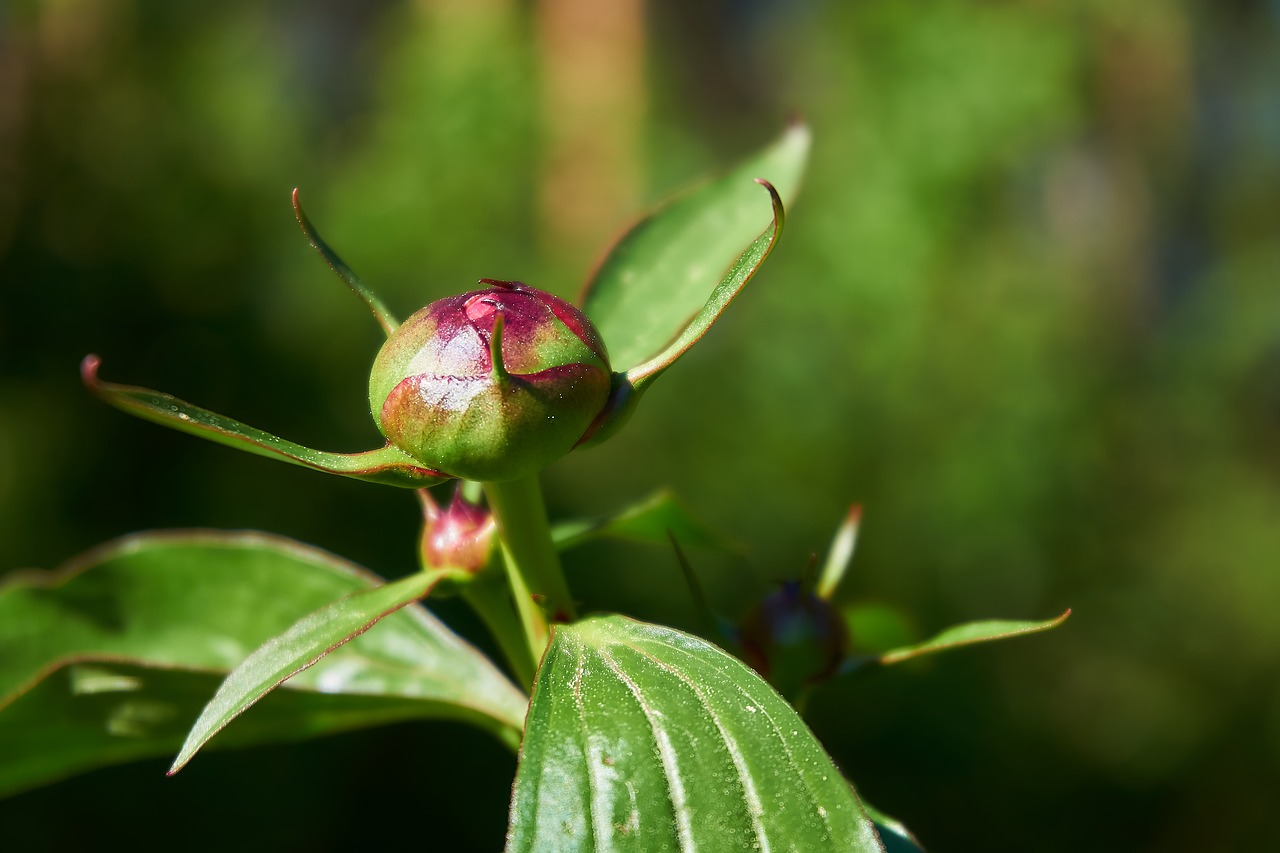 Bijūnas,  Bud,  Gėlė,  Pobūdį,  Floros,  Bendroji Bijūnas,  Raudona,  Žiedas,  Žydi,  Dvigubas Žiedas