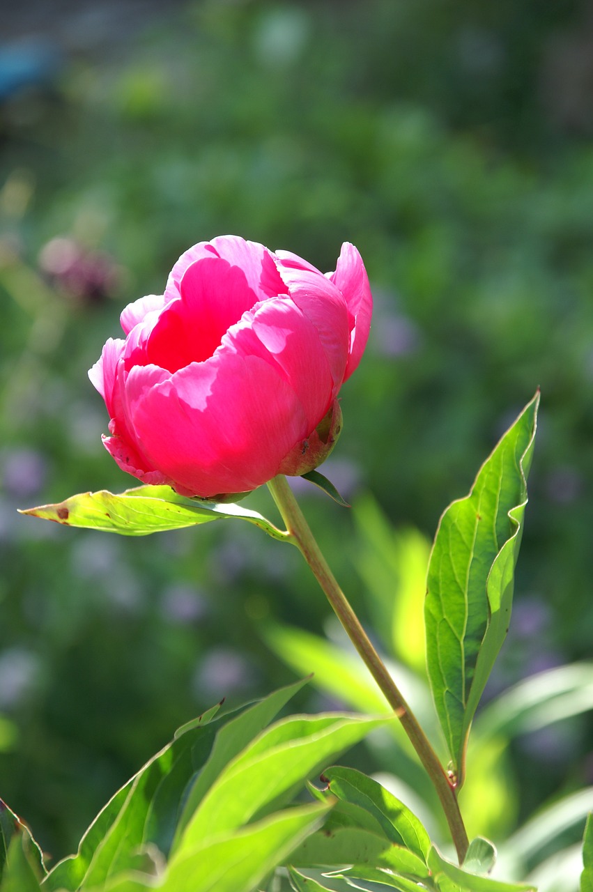 Bijūnas,  Paeonia,  Rožinis,  Sodas, Nemokamos Nuotraukos,  Nemokama Licenzija