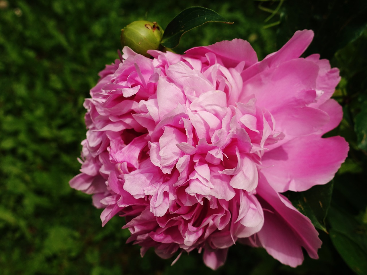 Bijūnas,  Gėlė,  Rožinis,  Žiedas,  Žydi,  Pobūdį,  Iš Arti,  Sodas,  Pavasaris,  Floros