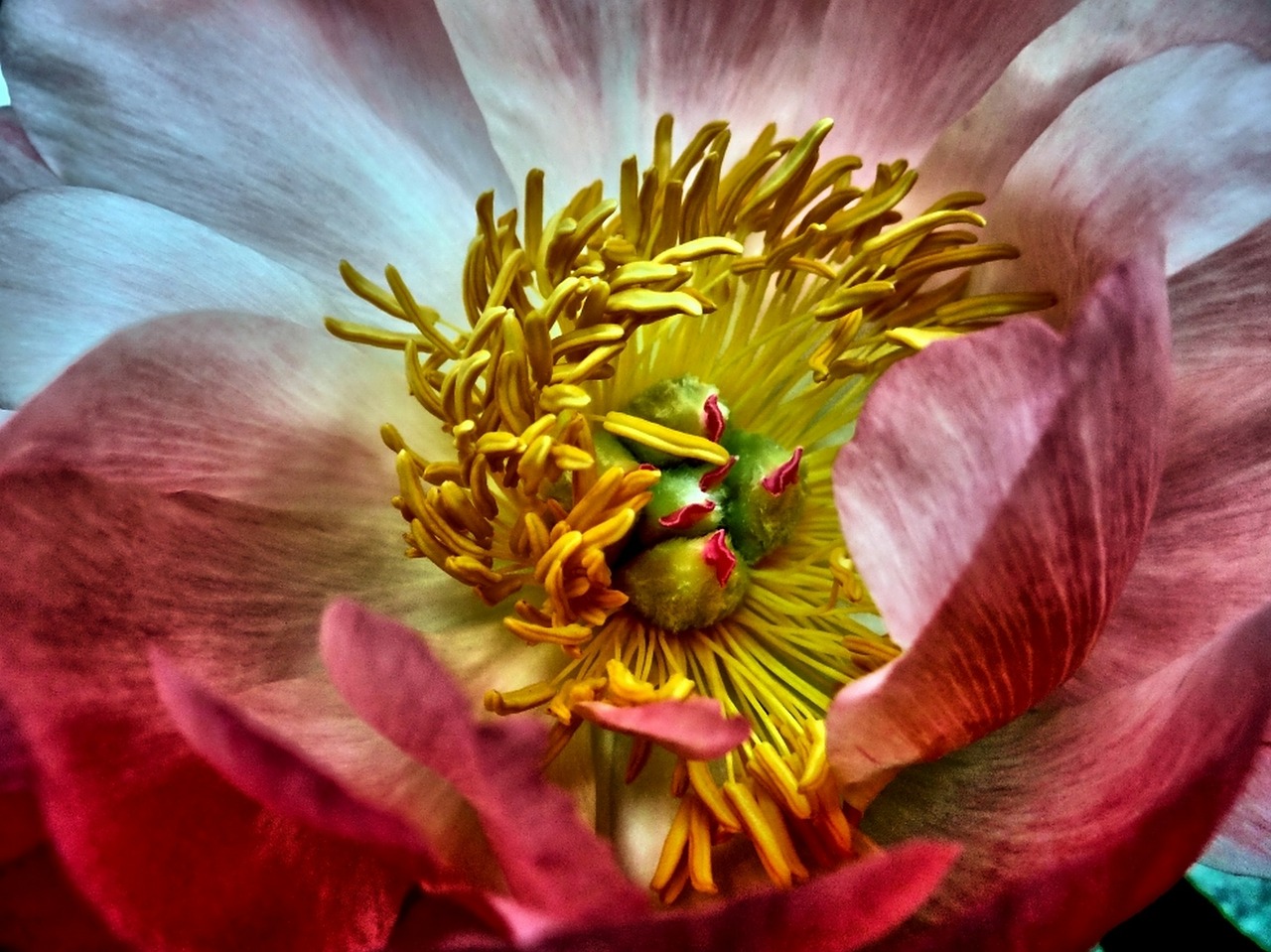 Pikonija, Pistil, Gėlė, Aromatingas, Uždaryti, Rožinis, Makro, Hdr, Nemokamos Nuotraukos,  Nemokama Licenzija