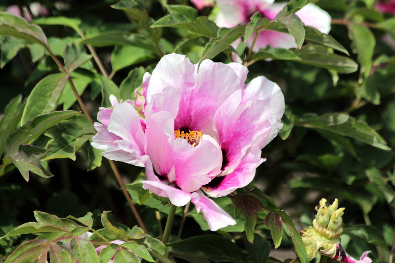 Bijūnas,  Gėlės,  Šviesus,  Paeonia Rockii,  Rock Bijūnai,  Medis Bijūnas,  Bijūnas Roko,  Žydi,  Rausvos Gėlės,  Vasara