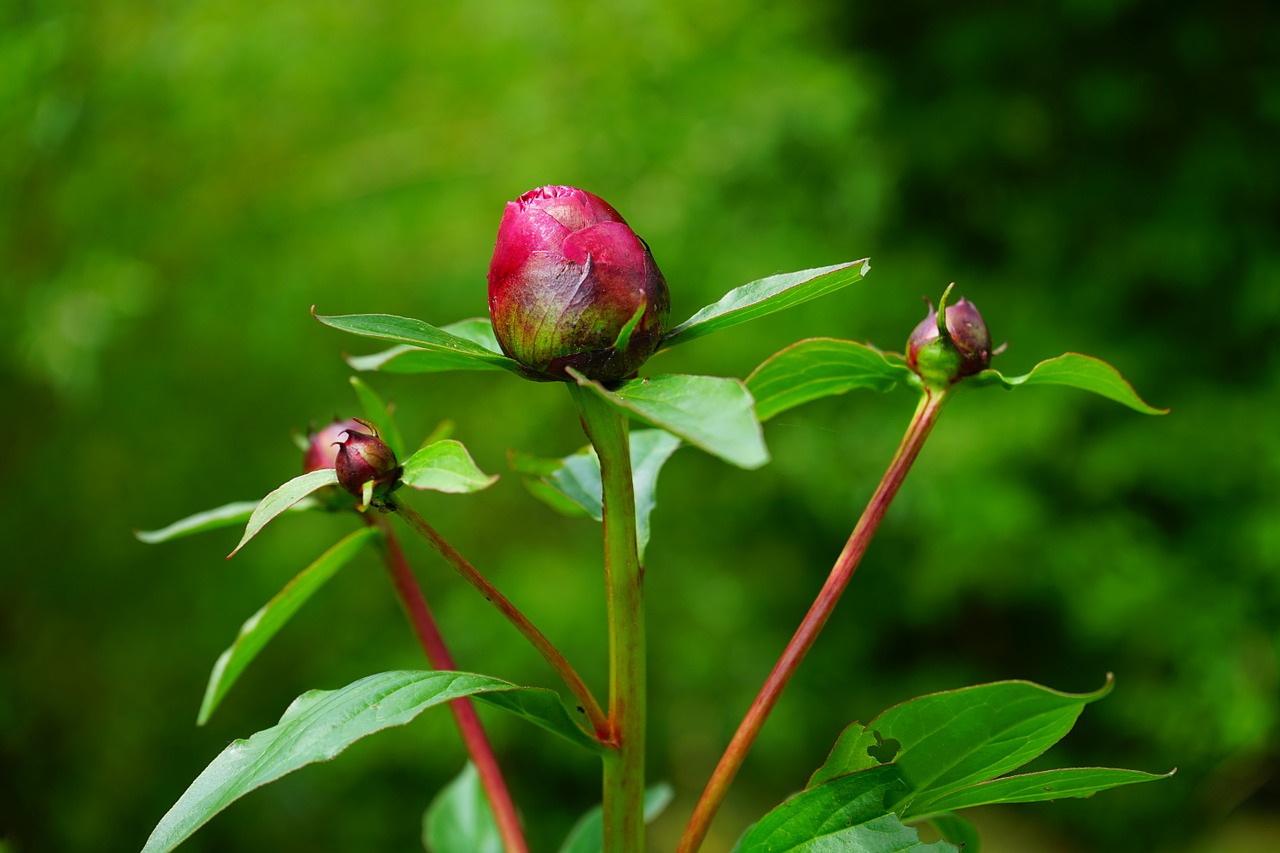 Pikonija, Budas, Raudona, Flora, Žiedas, Žydėti, Gėlė, Dekoratyvinis Augalas, Augalas, Sodas