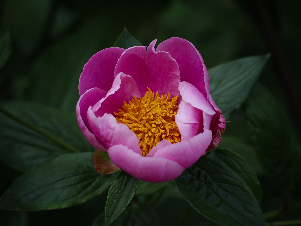 Pikonija,  Žolinis Peonija,  Paeonia Suffruticosa,  Rožinis,  Gėlė,  Žydėti,  Flora,  Gamta,  Sodas, Nemokamos Nuotraukos