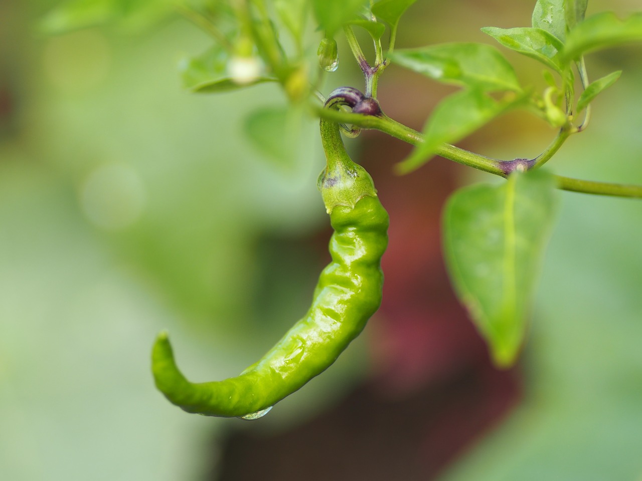 Pipirai, Sodas Ekologiškas, Gamta, Augalas, Daržovių Sodas, Žinoma, Žalias, Derlius, Auginimas, Nemokamos Nuotraukos