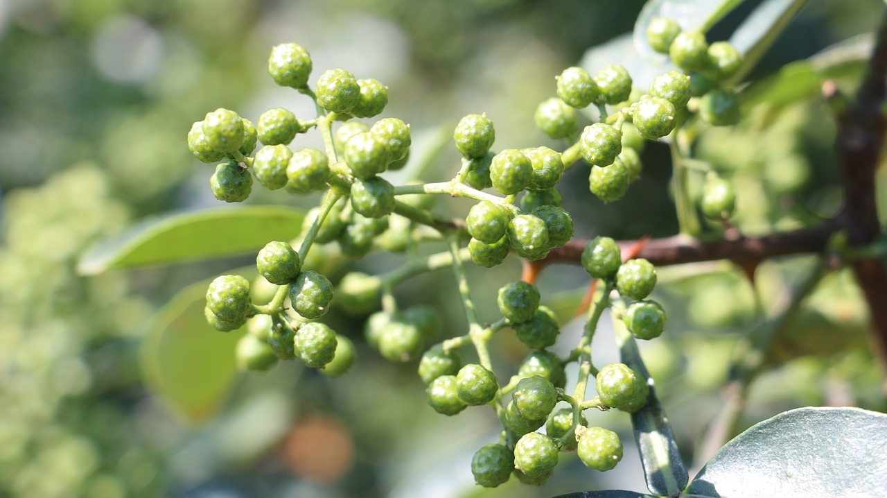 Pipirų,  Mėlynos Ir Baltos Spalvos Pipirų,  Sichuan,  Aštrus, Nemokamos Nuotraukos,  Nemokama Licenzija