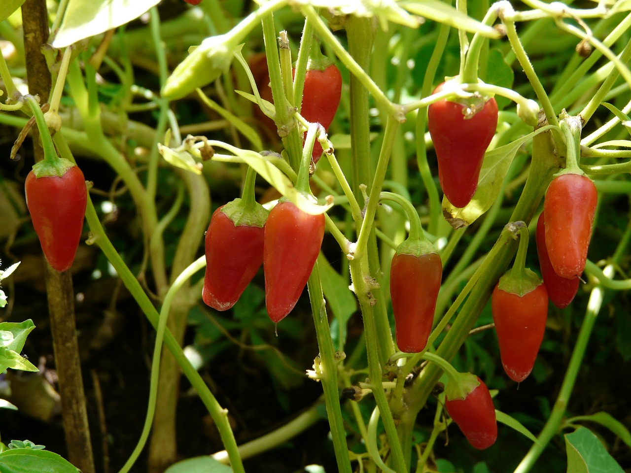 Pipirų Derlius, Paprika, Ankštiniai, Raudona, Oranžinė, Aštrus, Čili, Krūmas, Augalas, Nemokamos Nuotraukos