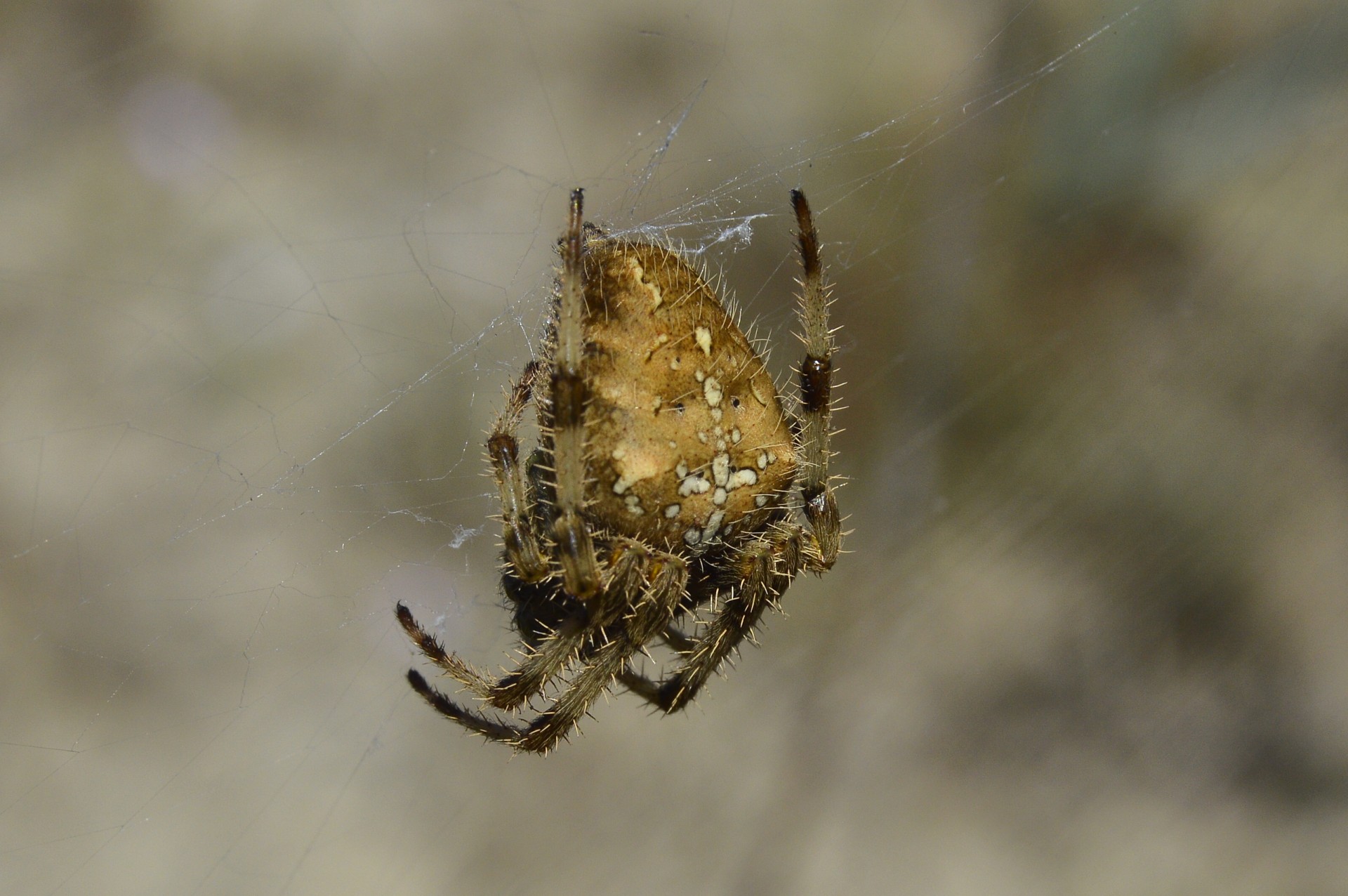 Voras,  Makro,  Mažas Plaukuotas Voras, Nemokamos Nuotraukos,  Nemokama Licenzija