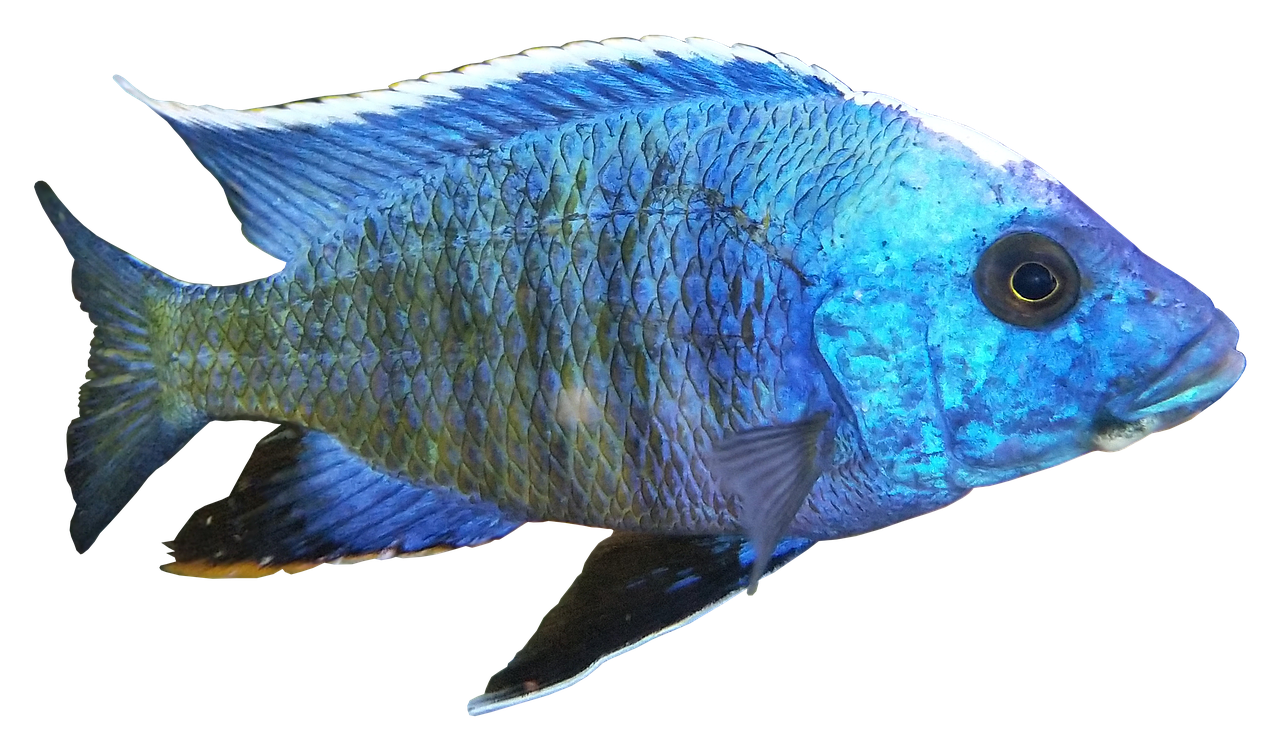 Ešeriai, Cichlid, Kopadichromis, Plienas Mėlynas, Žuvis, Gėlavandenės Žuvys, Turkis, Atogrąžų, Vanduo, Izoliuotas