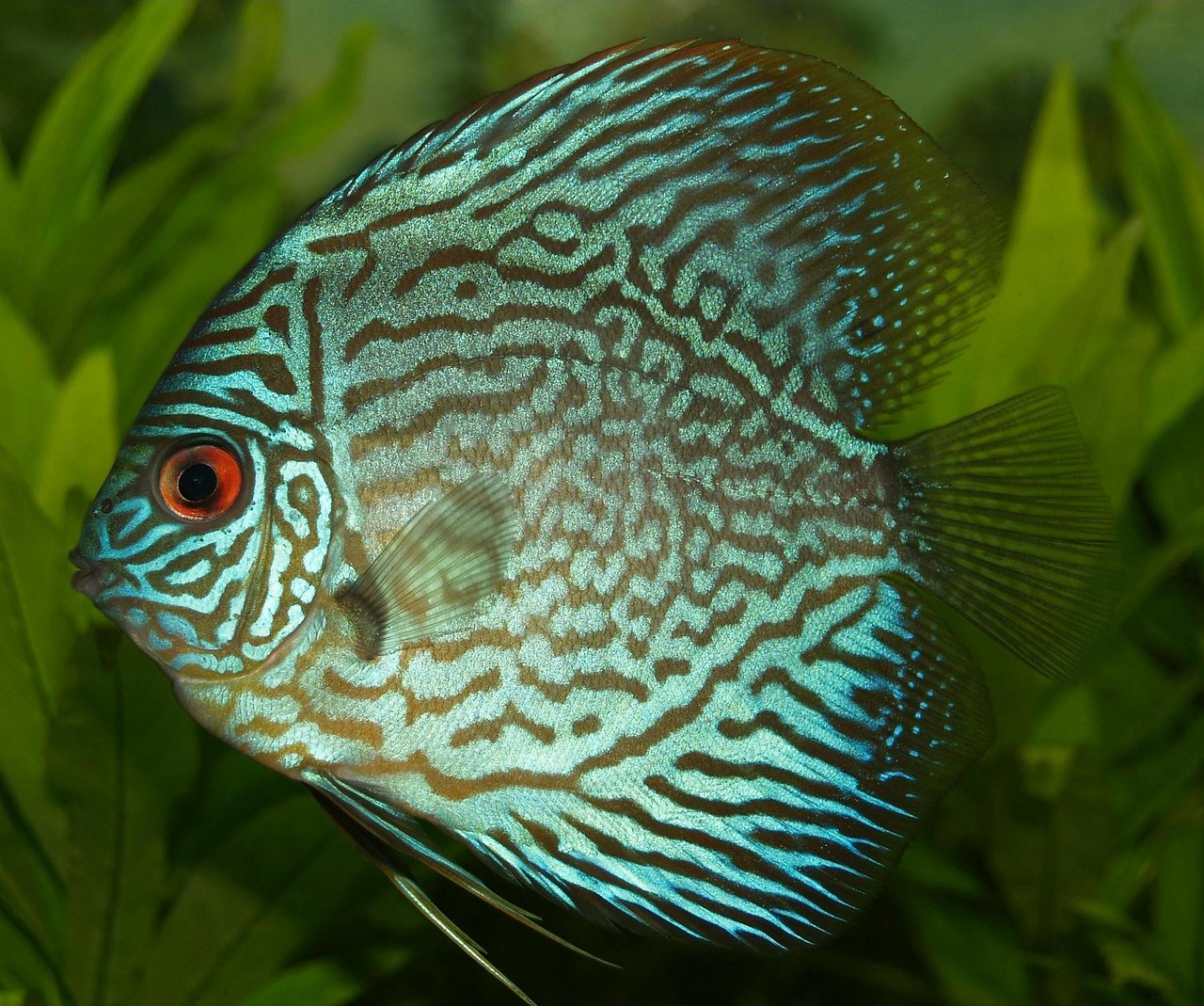 Ešeriai, Cichlid, Discus Cichlid, Gėlavandenės Žuvys, Simfidodonas, Diskinė Žuvis, Atogrąžų, Žuvis, Turkis, Akvariumas