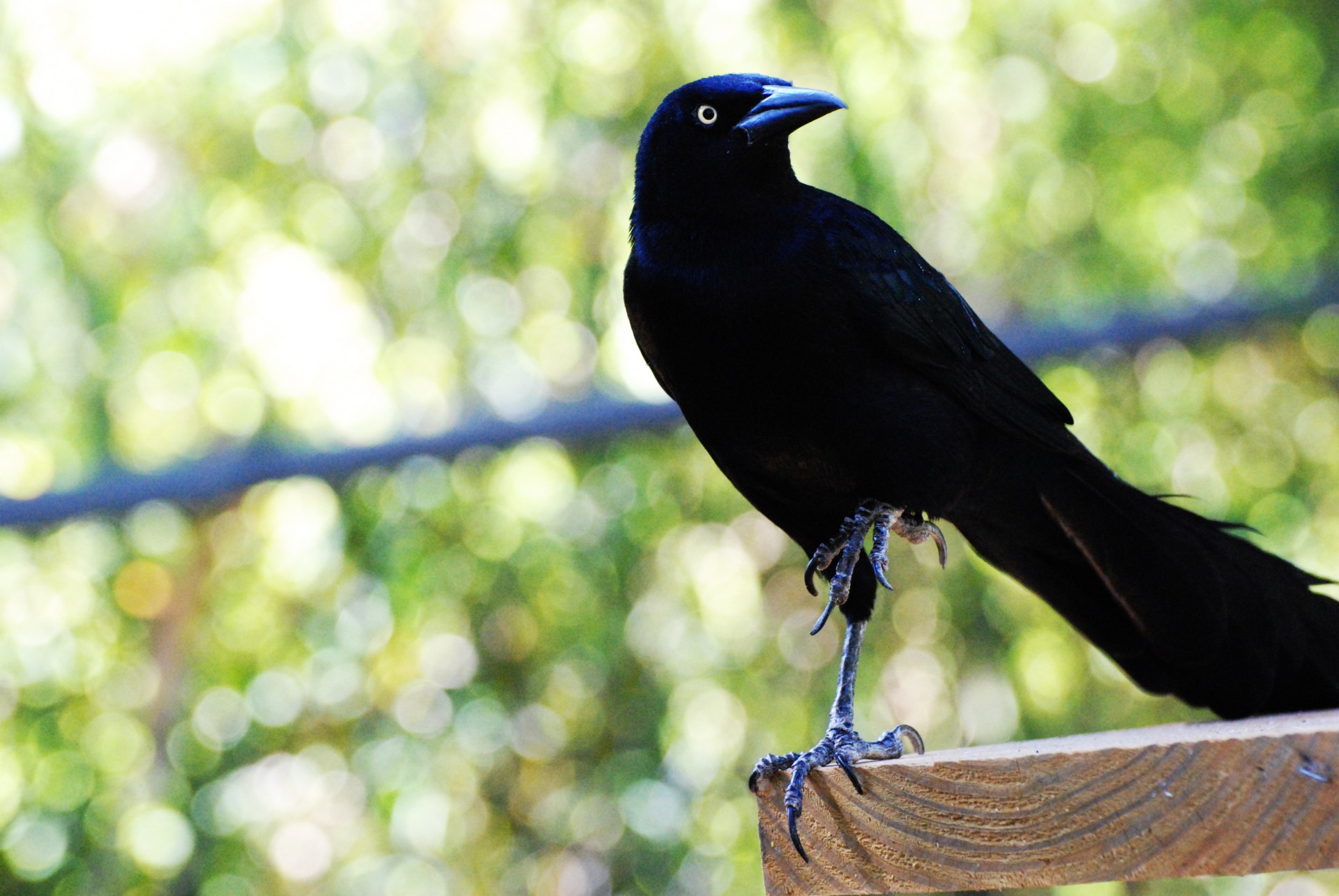 Paukštis,  Grackle,  Sėdi & Nbsp,  Paukštis,  Susižengė Grackle, Nemokamos Nuotraukos,  Nemokama Licenzija