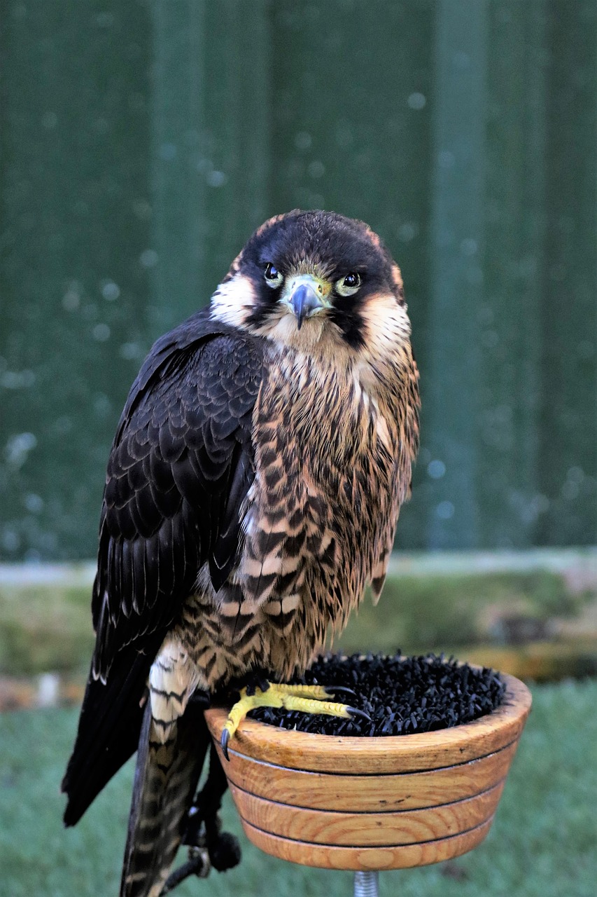 Peregrine, Falcon, Paukštis, Raptoras, Plėšrūnas, Medžioklė, Grobis, Salkūnai, Laukinė Gamta, Medžiotojas