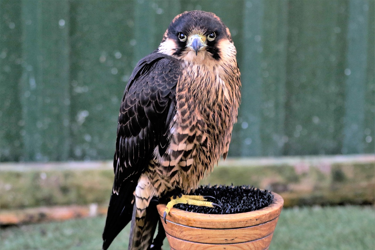 Peregrine, Falcon, Greitai, Greitis, Paukštis, Raptoras, Plėšrūnas, Medžioklė, Grobis, Salkūnai